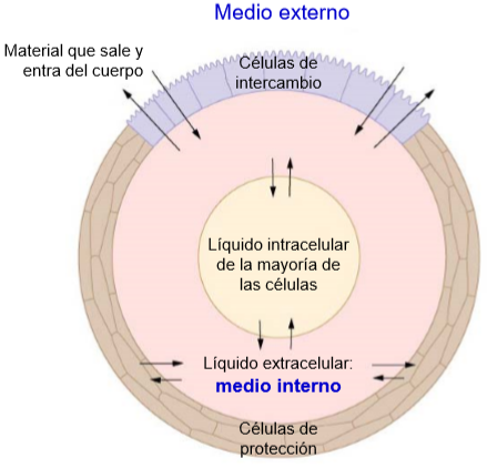 La imagen tiene un atributo ALT vacío; su nombre de archivo es T02_liquidosCorporales.png